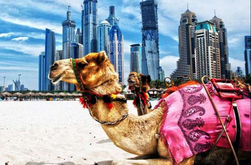 The camel resting in the desert